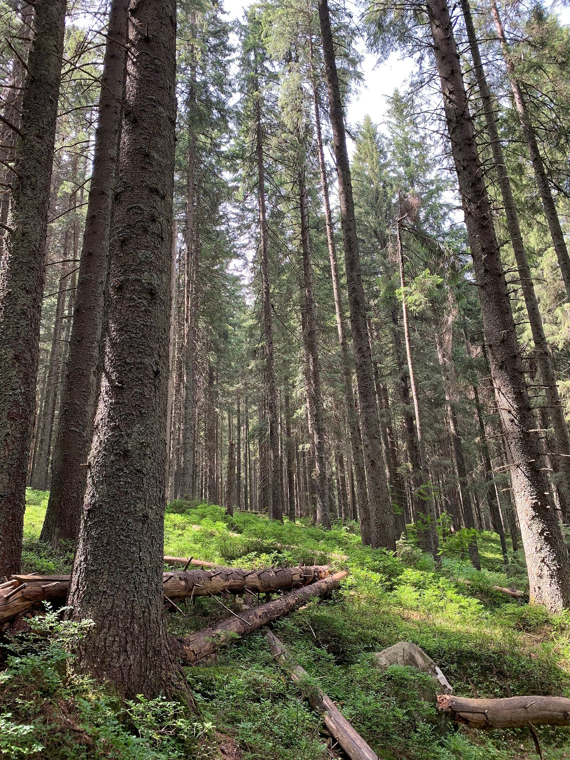 Drum forestier printre brazi, ceață dimineața